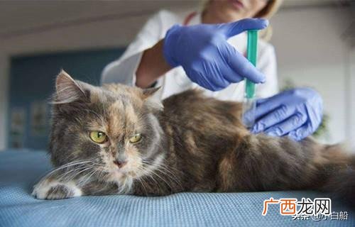 猫应激怎么办,猫咪发生应激反应怎么办？