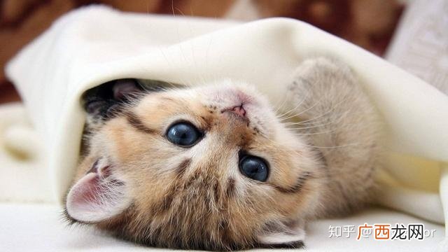 猫应激怎么办,猫咪发生应激反应怎么办？