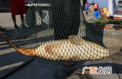 黄金鲤鱼可以吃吗,金色锦鲤好养吗？