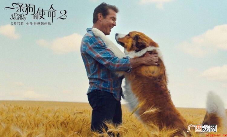 《一只狗的使命》观后感范文 《一只狗的使命》观后感怎么写