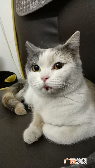 三花猫是什么品种,三猫和狸猫是一个品种吗？