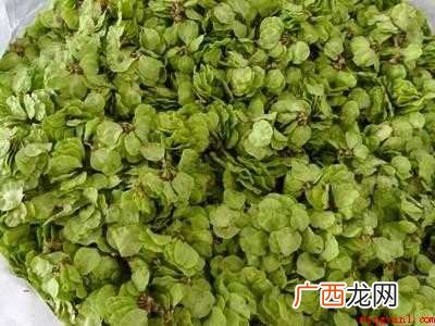晒干的榆钱怎么吃共有3步,榆钱可做成 晒干的榆钱怎么吃