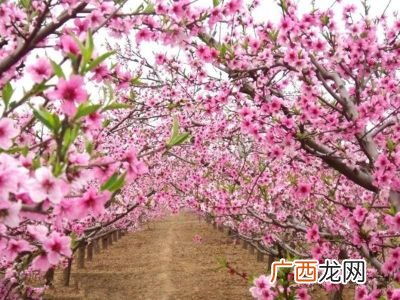 桃花的外形特征是什么,怎么写桃花的样子？