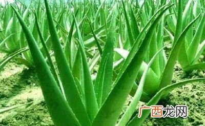 芦荟种植方法是什么,芦荟种植法？