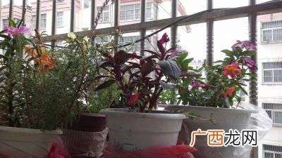 花儿为什么红是什么梗,花儿在绽放鸟儿在歌唱什么梗？