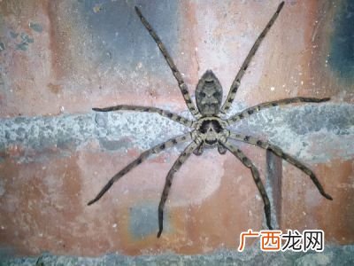白额高脚蛛怎么赶跑,在家里养只白额高脚蛛吃蟑螂效率高吗？