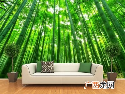 竹子种子怎么种、什么时候种,竹种子如何种植？