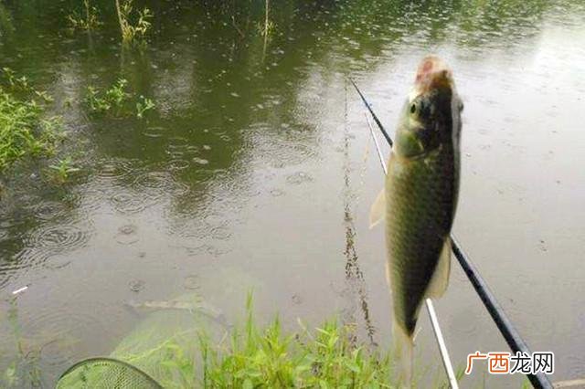 下雨天如何钓鱼鱼,雨天钓小鱼最好的方法？