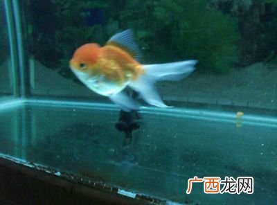 鱼什么时候交配,公鱼出生后多久可以与母鱼受精?