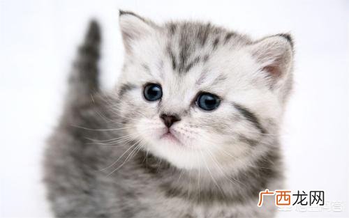 急 小猫拉稀怎么办,猫拉稀很厉害怎么办？