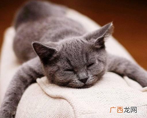 急 小猫拉稀怎么办,猫拉稀很厉害怎么办？