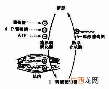 糖原分解的场所在哪,糖原的最终产物是葡萄糖？