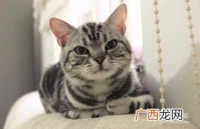 猫的种类有那些,猫的品种有几种?