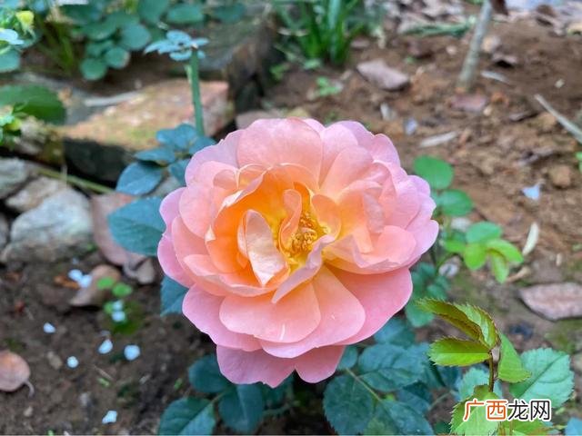 月季春化什么意思,为什么广东不适合种月季？