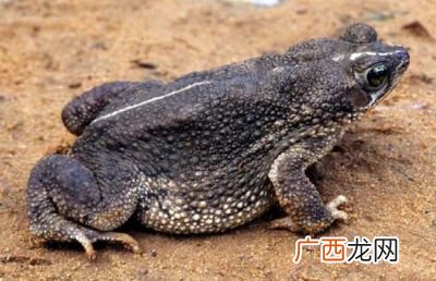 大蟾蜍有毒吗,七彩蟾蜍有毒吗?