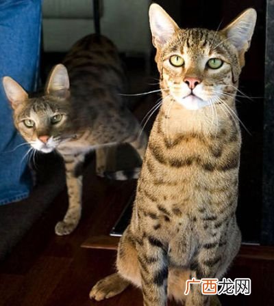 阿什拉猫为什么这么贵,中国十大贵族猫？