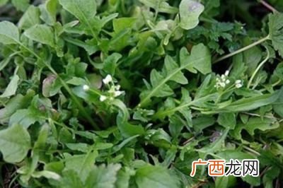 地菜什么样子,什么叫荠菜?什么样子？