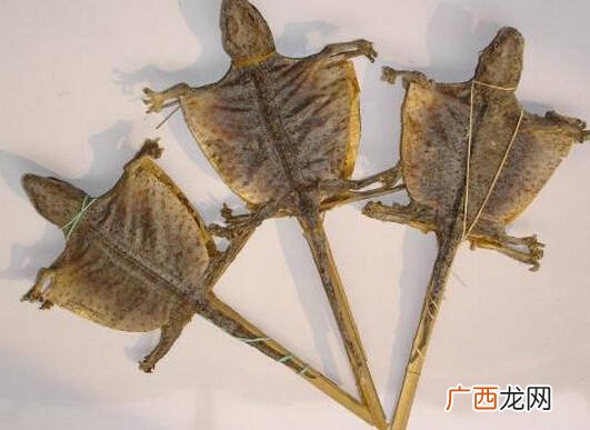 蛤蚧是什么东西,请问老中医蛤蚧和三七粉能不能和起吃？