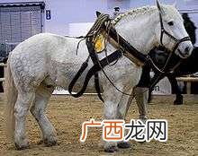 东北马家真实存在吗,马家是啥意思？