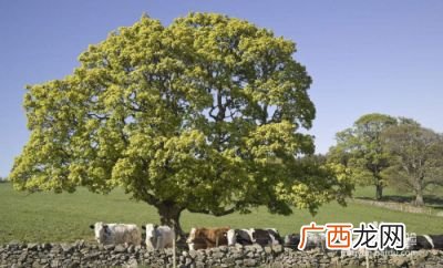 用什么药能让大树死,什么药能让树根烂掉？