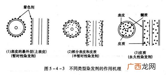 染发剂的染色原理是什么,染发的原理是什么?
