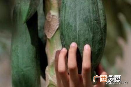 挑木瓜怎么挑选,如何挑选好吃的木瓜？