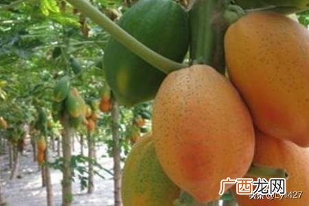 挑木瓜怎么挑选,如何挑选好吃的木瓜？
