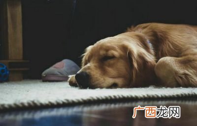 狗一直发抖是怎么回事,小狗抖得很厉害怎么办？