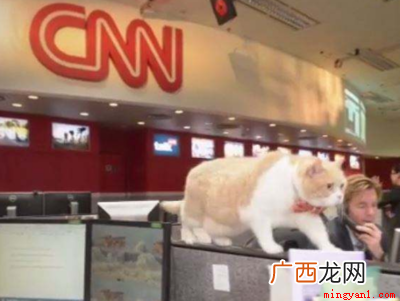 CNN是美国有线电视新闻网,每天二十四小时的全球直播新闻报导