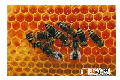 蜜蜂怎么酿蜜的,蜜蜂采蜜的简单过程6个步骤？
