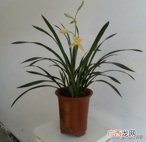兰花黄金小神童怎么养,神童冠如何让它多开花？