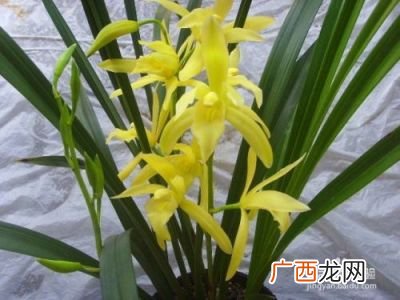 兰花黄金小神童怎么养,神童冠如何让它多开花？