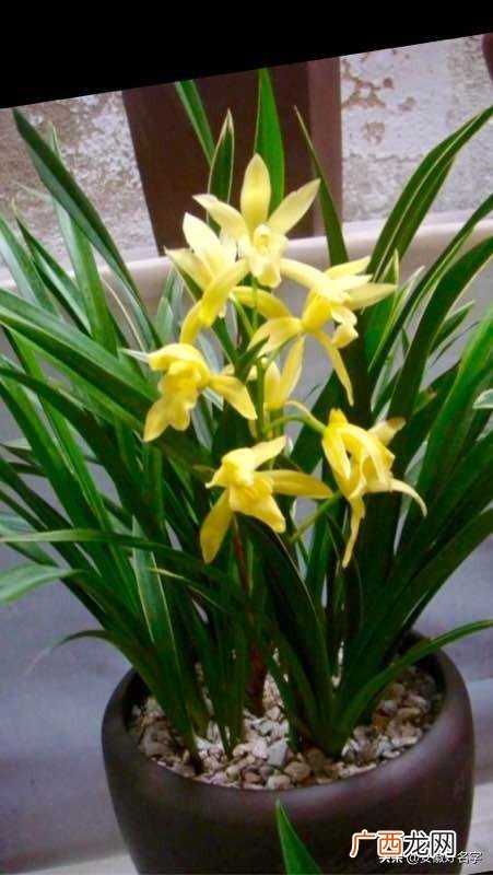 兰花黄金小神童怎么养,神童冠如何让它多开花？