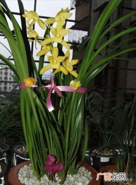 兰花黄金小神童怎么养,神童冠如何让它多开花？