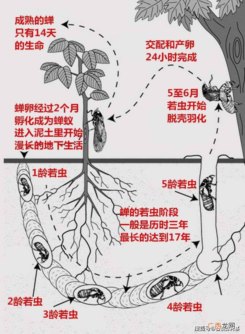 知了为什么在晚上一直会叫,知了在家里晚上叫是什么意思？