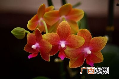 蝴蝶兰哪个季节开花,几月买蝴蝶兰，能到过年开花？
