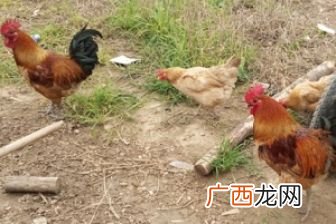 公鸡的叫声怎么写,鸡的叫声怎么写？