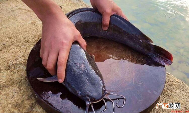 钳鱼和鲶鱼的区别是什么? 钳鱼和鲶鱼的区别是什么