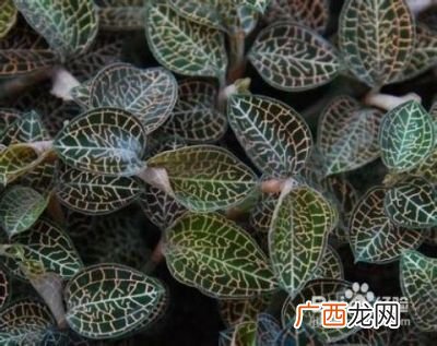 怎样种植金线莲,金线莲一亩多少人工？