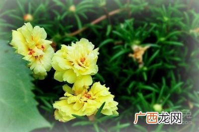 午时花是什么,午时花几点开花？