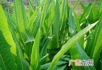 莴苣叶子的作用,红叶莴笋叶子能吃吗？