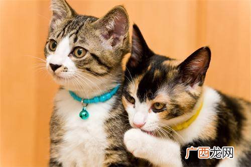 想给猫驱虫该怎么做,养宠物之后家里如何驱虫？