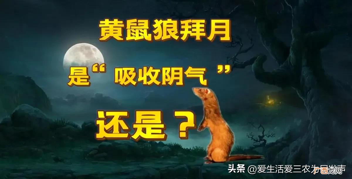 驱赶黄鼠狼的最佳方法 怎么赶走黄鼠狼不再来