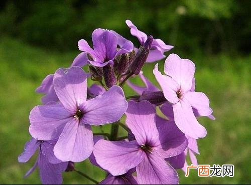 十字花科植物有哪些,哪些是十字花？