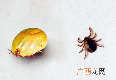 什么药能消灭大量蜱虫,百虫灵能杀死狗身上的蜱虫嘛？
