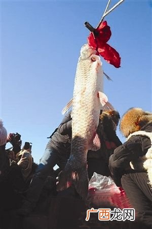查干湖头鱼是一条还是一网,查干湖大头鱼是什么鱼？