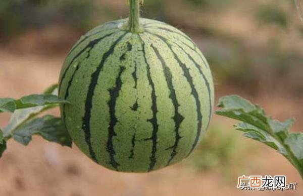 种植西瓜技术,西瓜的种植和管理方法?