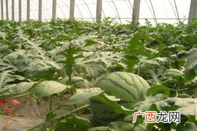 种植西瓜技术,西瓜的种植和管理方法?