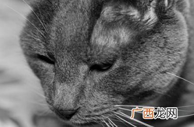 猫的性格特点,猫科动物性格？