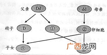基因控制性状的途径,基因控制性状的机制是什么有什么例子，比？